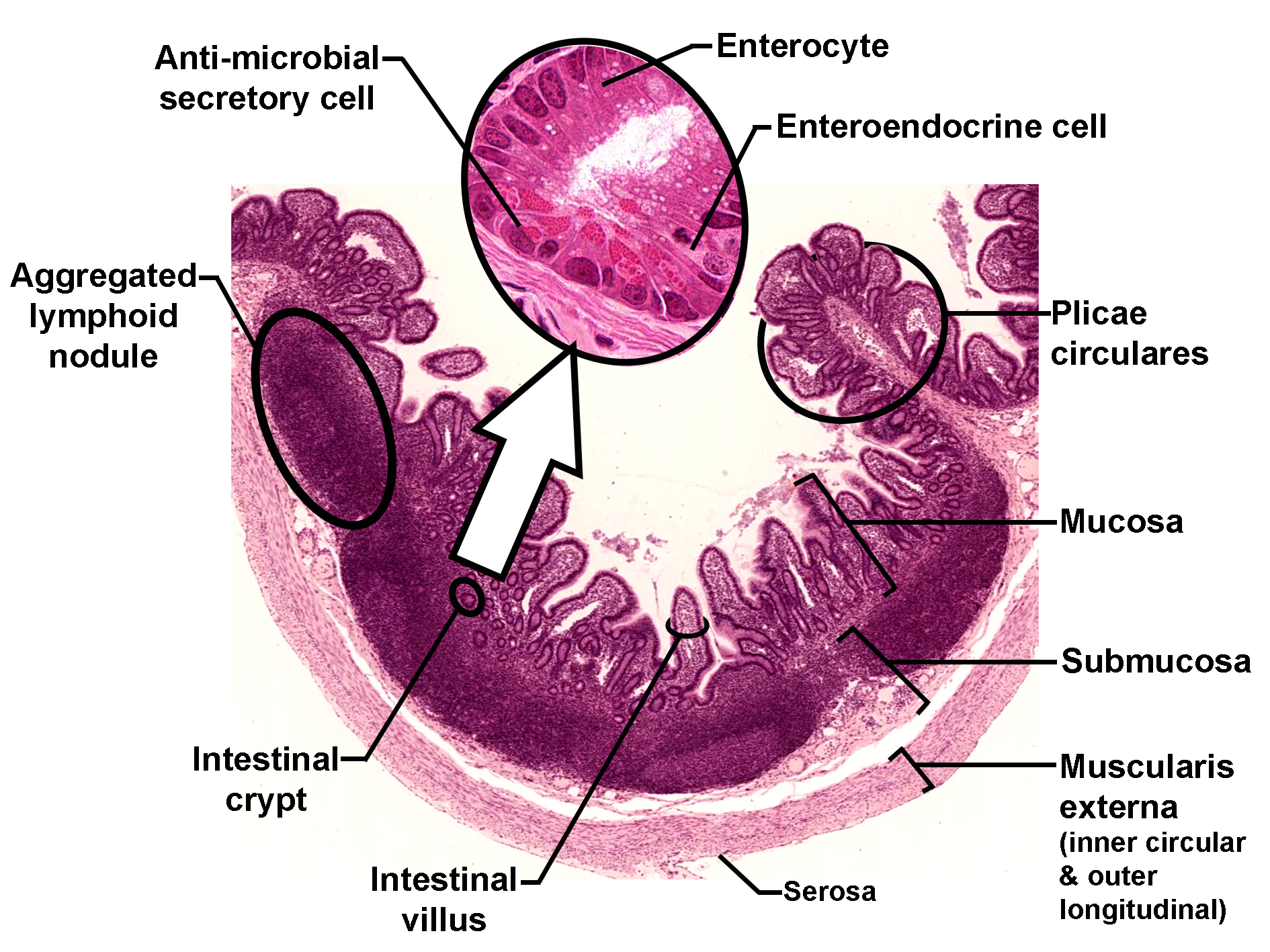 Histological section of the ileum stained with H&E, showing the organization of the intestinal wall. The image displays prominent plicae circulares projecting into the lumen, lined by mucosa with intestinal villi and crypts. The mucosa contains enterocytes and enteroendocrine cells, highlighted in a magnified inset, along with anti-microbial secretory cells. Beneath the mucosa lies the submucosa, which includes aggregated lymphoid nodules (Peyer’s patches). The muscularis externa is composed of inner circular and outer longitudinal layers, and the outermost serosa is visible. The image illustrates structural adaptations for absorption and immune defense in the ileum.