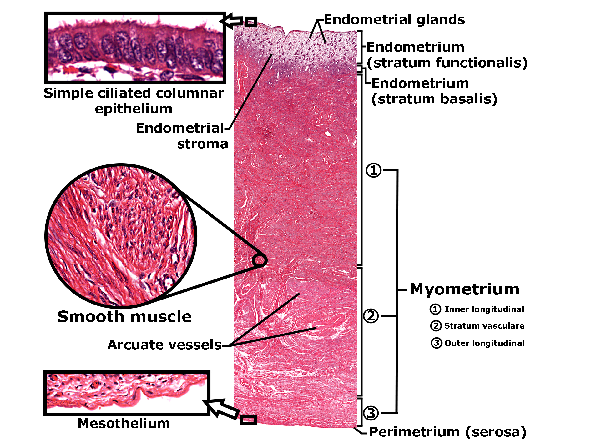 Histological section of the uterus stained with H&E, showing the endometrium and myometrium. The endometrium includes the stratum functionalis with endometrial glands and the stratum basalis supported by endometrial stroma. A magnified inset highlights simple ciliated columnar epithelium lining the uterine cavity. Below the endometrium, the myometrium consists of three layers of smooth muscle: inner longitudinal, stratum vasculare, and outer longitudinal, with arcuate vessels visible within the muscle bundles. The outermost layer is the perimetrium (serosa), lined by mesothelium, shown in a separate inset. The image illustrates the layered structure of the uterine wall and its epithelial and muscular components.